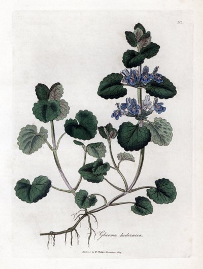 Terrestrisk eføy - Jordeføy, Glecoma hederacea. Håndfarget kobberstikk fra en botanisk illustrasjon av James Sowerby fra William Woodville og Sir William Jackson Hookers "" Medical Botany,"" John Bohn, London av James Sowerby
