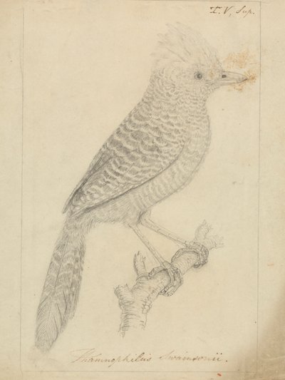 Tufted Antshrike av James Sowerby