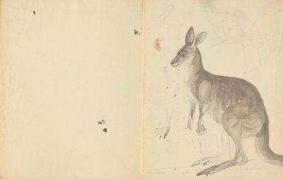 To kenguruer med detaljer av James Sowerby