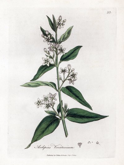 Variete d'asclepias - Svaleurt, Asclepias vincetoxicum. Håndfarget kobberstikk fra en botanisk illustrasjon av James Sowerby fra William Woodville og Sir William Jackson Hookers "" Medical Botany,"" John Bohn, London av James Sowerby