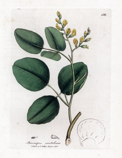 Variasjon av fabacee (belgfrukter) - Rød sandeltre, Pterocarpus santalinus. Håndfarget kobberstikk fra en botanisk illustrasjon av James Sowerby fra William Woodville og Sir William Jackson Hookers "" Medical Botany,"" John Bohn, London av James Sowerby