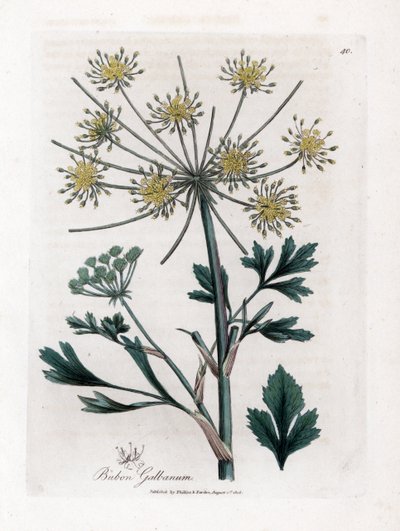 Variete umbellifere-produserende harpiksgummi - Lovage-leaved bubon, Bubon galbanum. Håndfarget kobberstikk fra en botanisk illustrasjon av James Sowerby fra William Woodville og Sir William Jackson Hookers "" Medical Botany,"" John Boh av James Sowerby