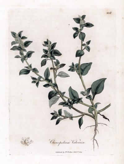 Vuvaire - Stinkende gåsefot, Chenopodium vulvaria. Håndfarget kobberstikk fra en botanisk illustrasjon av James Sowerby fra William Woodville og Sir William Jackson Hookers "" Medical Botany,"" John Bohn, London av James Sowerby