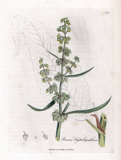 Water Patience eller Aquatic Patience - Flott vannbrygge, Rumex hydrolapathum. Håndfarget kobberstikk fra en botanisk illustrasjon av James Sowerby fra William Woodville og Sir William Jackson Hookers "" Medical Botany,"" John Bohn, Lon av James Sowerby