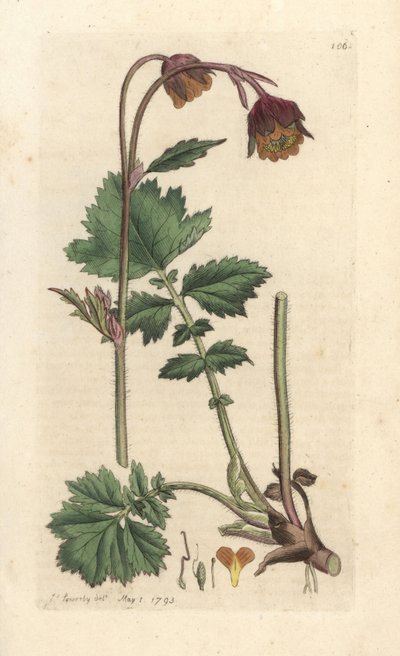 Water avens, Geum rivale Håndfarget kobberstikk etter en illustrasjon av James Sowerby fra James Smith's English Botany, London av James Sowerby