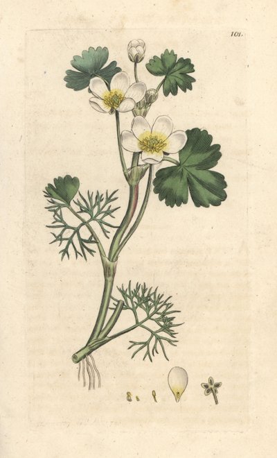 Vannkråkefot, Ranunculus aquatilis (Aquatic Buttercup) Håndfarget kobberstikk etter en illustrasjon av James Sowerby fra James Smith's English Botany, London av James Sowerby