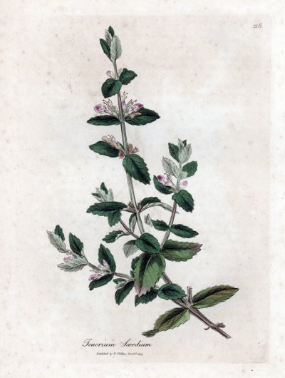 Vann germandree - Vann germandree, Teucrium scordium. Håndfarget kobberstikk fra en botanisk illustrasjon av James Sowerby fra William Woodville og Sir William Jackson Hookers "" Medical Botany,"" John Bohn, London av James Sowerby