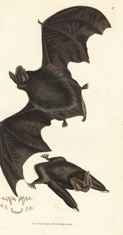 Western barbastelle flaggermus, Barbastella barbastellus barbastellus (Vespertilio barbastellus). Håndfarget kobberstikk av James Sowerby fra The British Miscellany, eller fargede figurer av nye, sjeldne eller lite kjente dyreemner. av James Sowerby