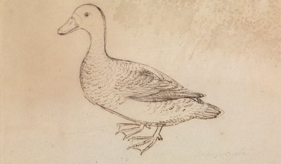 White-faced Whistling Duck av James Sowerby