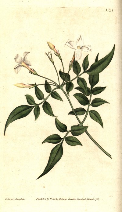 White Jasmine (eller Jasmine officinal) - Vanlig Jasmine eller Jessamine, Jasminum officinale. Håndfarget kobberstikk og botanisk illustrasjon av James Sowerby fra William Curtis' The Botanical Magazine, Lambeth Marsh, London av James Sowerby