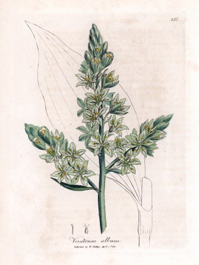 White Veratre (tidligere hvit hellebore) - White hellebore, Veratrum album. Håndfarget kobberstikk fra en botanisk illustrasjon av James Sowerby fra William Woodville og Sir William Jackson Hookers "" Medical Botany,"" John Bohn, London av James Sowerby