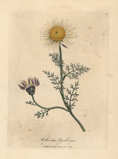 Hvit og gul spansk kamille, Anthemis pyrethrum av James Sowerby