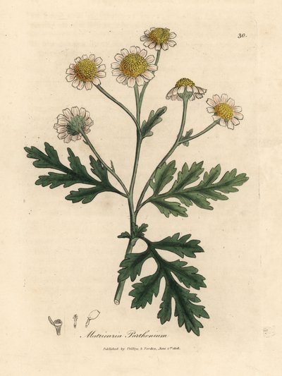 Hvit og gulblomstret febermusling, Matricaria parthenium av James Sowerby
