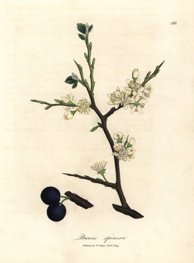 Hvit blomst og blå bær av sloe-treet, Prunus spinosa av James Sowerby