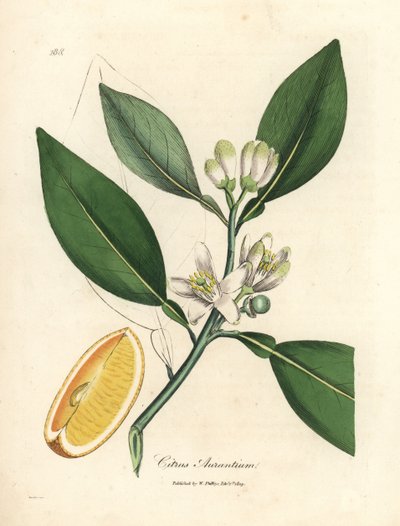 Hvit blomst og segment av moden frukt av appelsintreet, Citrus aurantium av James Sowerby