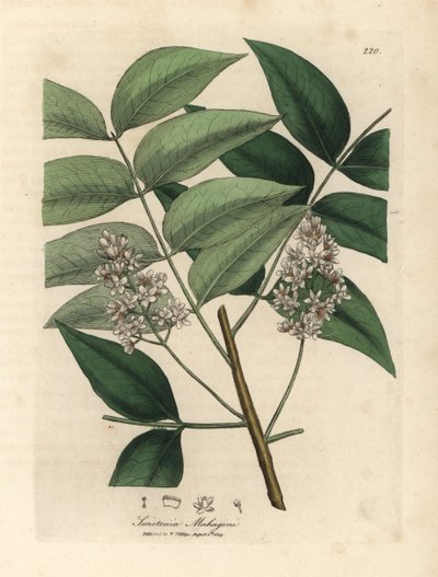 Hvitblomstret mahognitre, Swietenia mahogani av James Sowerby