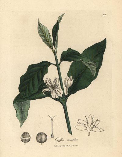 Hvit blomst, blader og bønne fra kaffeplanten Coffea arabica av James Sowerby