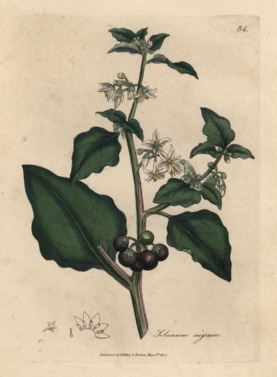 Hvitblomstret, svart bær, hagenattskygge, Solanum nigrum av James Sowerby