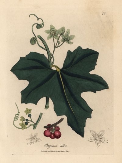 Hvitblomstret bryony, Bryonia alba av James Sowerby