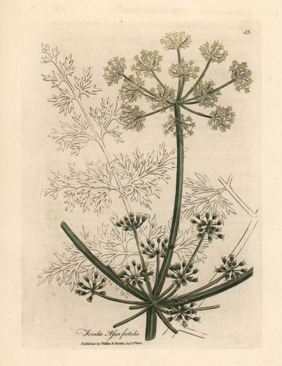 Hvitblomstret kjempefennikel eller asafoetida, Ferula assafoetida av James Sowerby