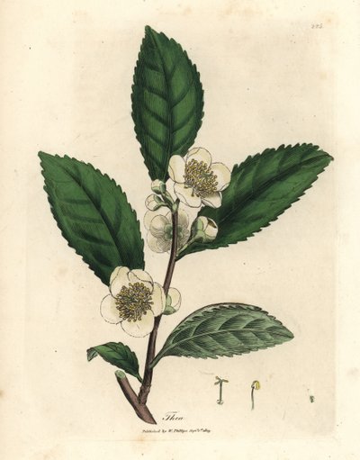 Hvite blomster og grønne teblader, Thea bohea, Camellia sinensis av James Sowerby