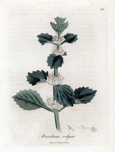 Hvit eller vanlig marrube - Hvit horehound, Marubium vulgare. Håndfarget kobberstikk fra en botanisk illustrasjon av James Sowerby fra William Woodville og Sir William Jackson Hookers "" Medical Botany,"" John Bohn, London av James Sowerby