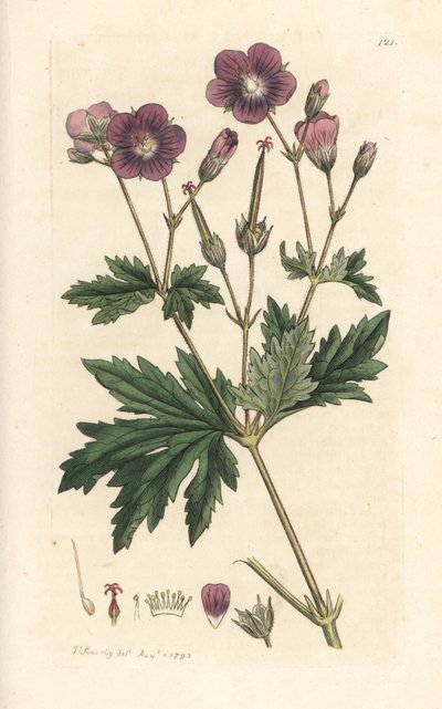 Trenebb eller skogspelargonium, Geranium sylvatium (tre geranium) Håndfarget kobberstikk etter en illustrasjon av James Sowerby fra James Smith's English Botany, London av James Sowerby