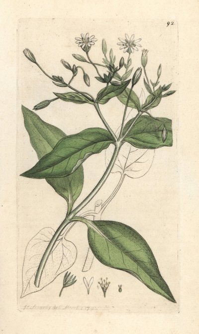 Wood stichwort, Stellaria nemorum Håndfarget kobberstikk etter en illustrasjon av James Sowerby fra James Smith's English Botany, London av James Sowerby