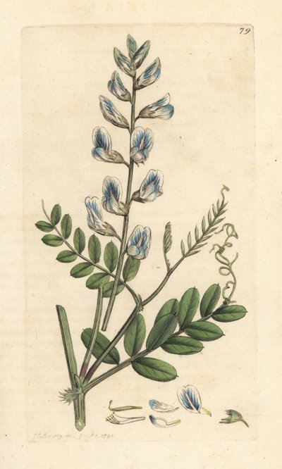 Vedvikke, Vicia sylvatica (vesce des bois) Håndfarget kobberstikk etter en illustrasjon av James Sowerby fra James Smith's English Botany, London av James Sowerby