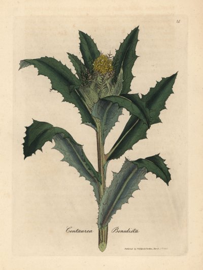 Gulblomstret velsignet eller hellig tistel, Centaurea benedicta av James Sowerby