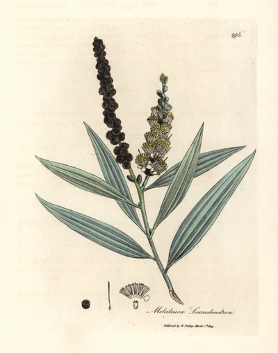 Gulblomstret cajeput-tre, Melaleuca leucadendron av James Sowerby