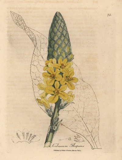 Gulblomstret stor bredbladet mullein, Verbascum thapsus av James Sowerby