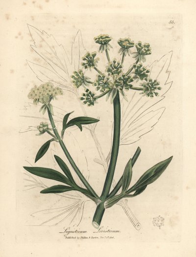 Gulblomstret løvstikke, Ligusticum levisticum av James Sowerby