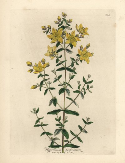 Gulblomstret perforert johannesurt, Hypericum perforatum av James Sowerby