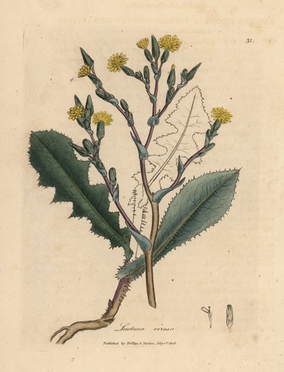 Gulblomstret villsalat, Lactuca virosa av James Sowerby