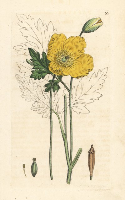 Gul eller walisisk valmue, Papaver cambricum (gul valmue). Håndfarget kobberstikk etter en illustrasjon av James Sowerby fra James Smith's English Botany, London av James Sowerby