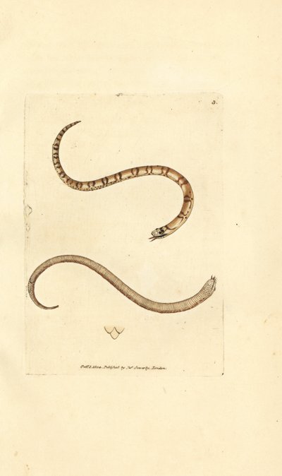 Ung glatt slange, Coronella austriaca (Dumfriesshire slange, Coluber dumfrisiensis). Håndfarget kobberstikk av James Sowerby fra The British Miscellany, eller fargede figurer av nye, sjeldne eller lite kjente dyreemner. av James Sowerby