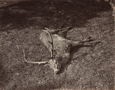 The Royal Stag, ca. 1870. av James Valentine