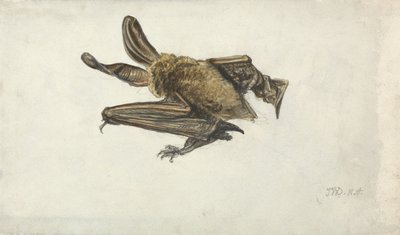 En flaggermus (blyant og akvarell på papir) av James Ward