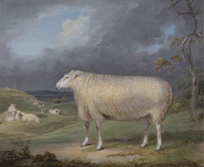 En Border Leicester Ewe av James Ward