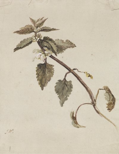 En foliated gren av James Ward