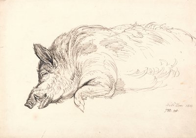 Et villsvin, sovende eller død, 1814 av James Ward