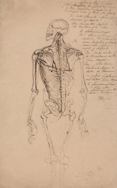 Tegning av et mannsskjelett av James Ward