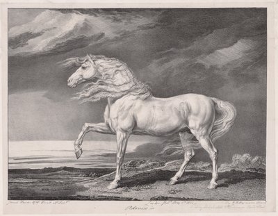 Fjorten feirede hester: Adonis av James Ward