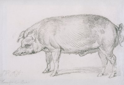 Hereford Boar, ca. 1803-04 (blyant på papir) av James Ward