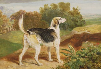 Ravager, en av Lambton Hounds (olje på panel) av James Ward