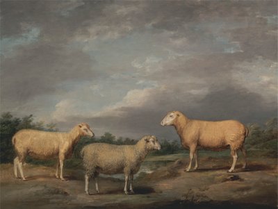 Ryelands Sheep, King's Ram, King's Ewe og Lord Somerville's Wether av James Ward
