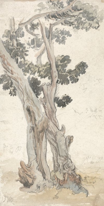 Studie av et tre av James Ward
