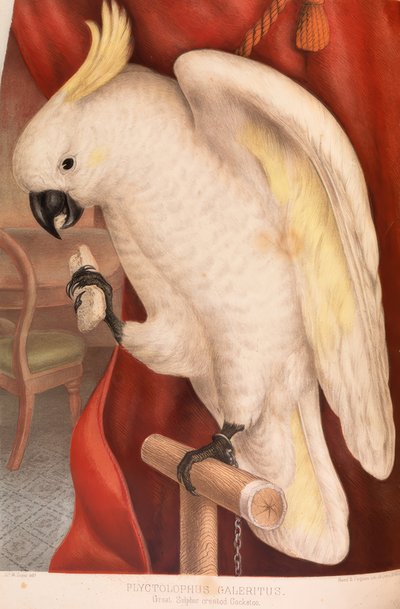 Flott gul-crested kakadue av James Whitley Sayer