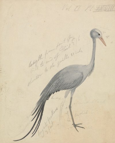 En kran av James de Carle Sowerby
